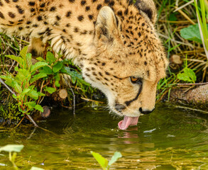 Northeast African cheetah (Acinonyx jubatus soemmeringii)
