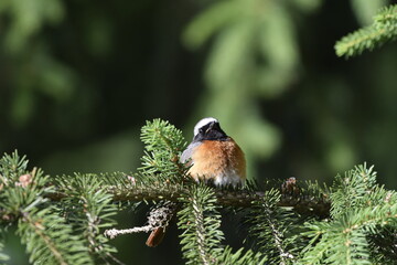 samiec pleszki © Justyna