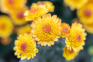 Yellow chrysanthemums in the park