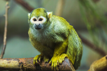 One of the animals in Leningrad Zoo