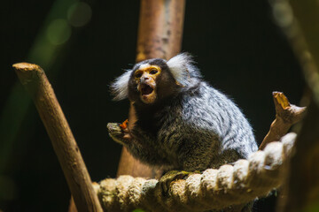 One of the animals in Leningrad Zoo
