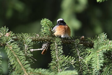 samiec pleszki na gałęź\zi © Justyna