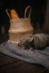 Obraz premium a gray cat lies at the feet next to a lantern on a gray blanket, next to a basket of bread