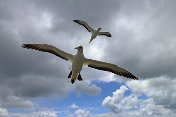 australasian gannet