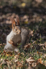 Close up squirrel waiting something in park
