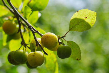 Closeup of ripe Wichter plums on a tree in autumn. The Wichter is an old plum variety and related to the yellow kroosjespruim. It grows in Friesland in the north of the Netherlands. 