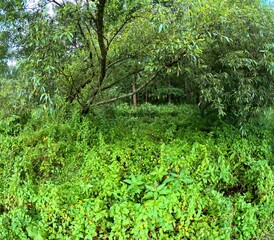 Vivid green fresh vegetation, rainy morning. Trees and plants, green forest. Travel photography from the nature, foliage in the field. Forest and trees.