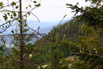 Wedrujac po gorach.