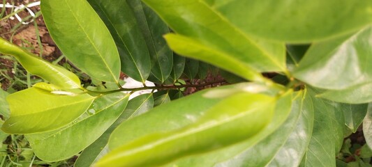 Green Soursop plant leaves