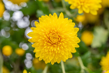 Yellow chrysanthemums in the park
