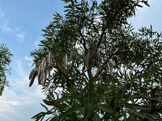 A tree with elongated seed pods against a cloudy sky.