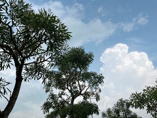 A scenic view of trees against a cloudy sky, showcasing nature's beauty.