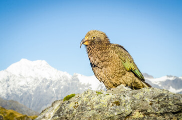 Kea, New Zealand's Native Alpine Parrot