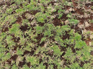 A close-up view of green grass and soil, showcasing natural growth and texture.