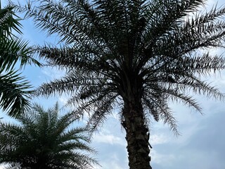 Obraz premium A view of palm trees against a cloudy sky, showcasing natural beauty and tranquility.