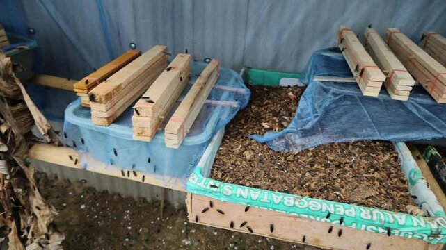 Hermetia illucens maggot cultivation. maggots feeding on organic waste in traditional Indonesian agriculture.