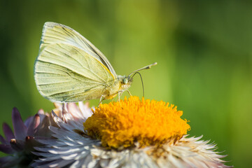 close up of a cabbage white butterfly on a flower