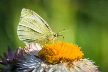 close up of a cabbage white butterfly on a flower
