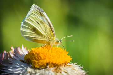 close up of a cabbage white butterfly on a flower
