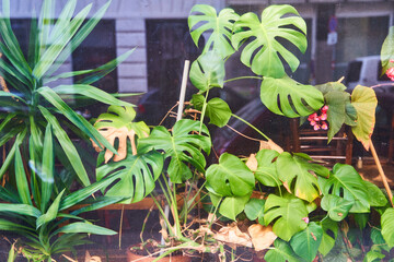 A lush monstera plant thrives in front of a house, adding a touch of greenery to the buildings facade. This terrestrial plant is a popular choice for houseplant enthusiasts