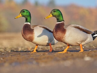 Mallard (Anas platyrhynchos) Closeup shot beautiful duck