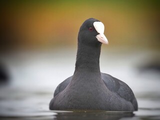 Eurasian Coot (Fulica atra) Black watter bird
