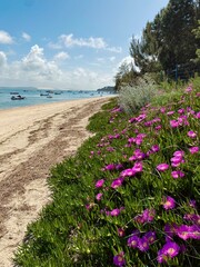 pink flowers on the beach in Bassin d'Arcachon with the dune du Pyla in background 