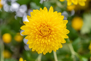 Yellow chrysanthemums in the park