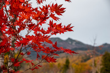 赤く色づくカエデの葉と乗鞍岳