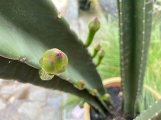 newly growing cactus flowers planted in pots