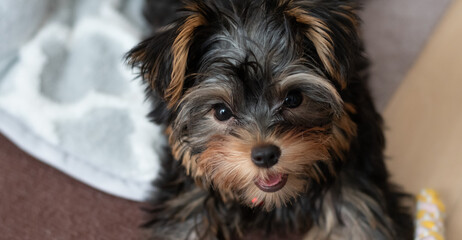 Naklejka premium 見つめる可愛い飼い犬