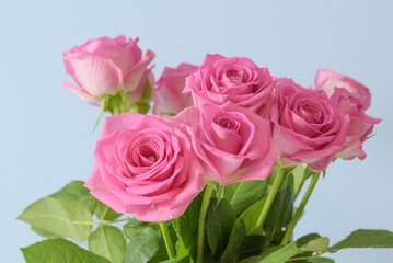 A bouquet of pink roses in a vase. creating a sense of unity and harmony. The vase is placed on a blue surface