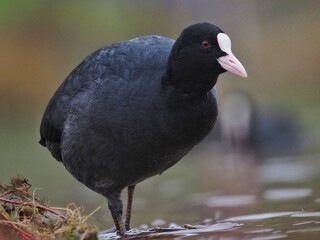 Eurasian Coot (Fulica atra) Black watter bird
