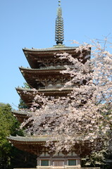 【京都】醍醐寺の桜