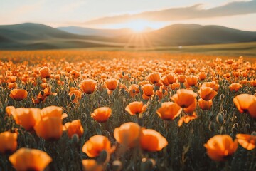 Sunset Over a Vibrant Field of Orange Poppies