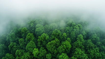 Mystical Foggy Forest with Dense Greenery