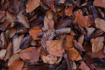 Brown Wet Beech Leaves on the Ground Close Up at Amsterdam Vondelpark, Netherlands