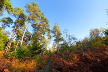 Forest path  in the Cuvier-Châtillon rock. Fontainebleau forest