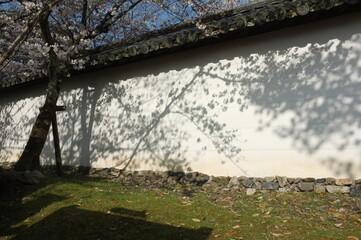 【京都】醍醐寺の桜