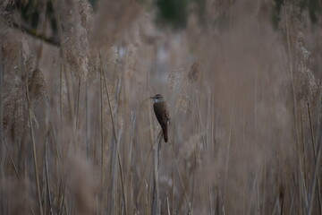 trzciniak w trzcinie © Justyna