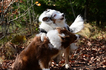 Hundebegegnung. Zwei Australien Shepherd Hunde toben im herbstlichen Wald