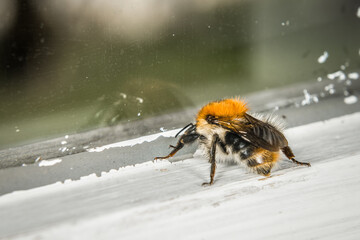 Nahaufnahme einer erschöpften Hummel hinter einer schmutzigen Glasscheibe, Deutschland