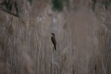 trzciniak w trzcinie © Justyna