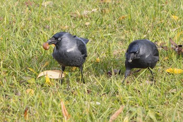 Two Corvus monedula Interacting on Lush Green Grass While Searching for Food Together