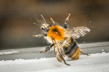 Nahaufnahme einer erschöpften Hummel hinter einer schmutzigen Glasscheibe, Deutschland