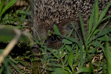 the hedgehog is hiding in the grass