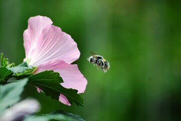 purple flower and bumblebee