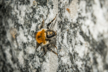 Nahaufnahme einer Hummel die an einer Wand krabbelt, Deutschland © stgrafix