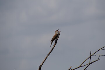 trzciniak na gałęzi