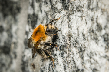 Nahaufnahme einer Hummel die an einer Wand krabbelt, Deutschland